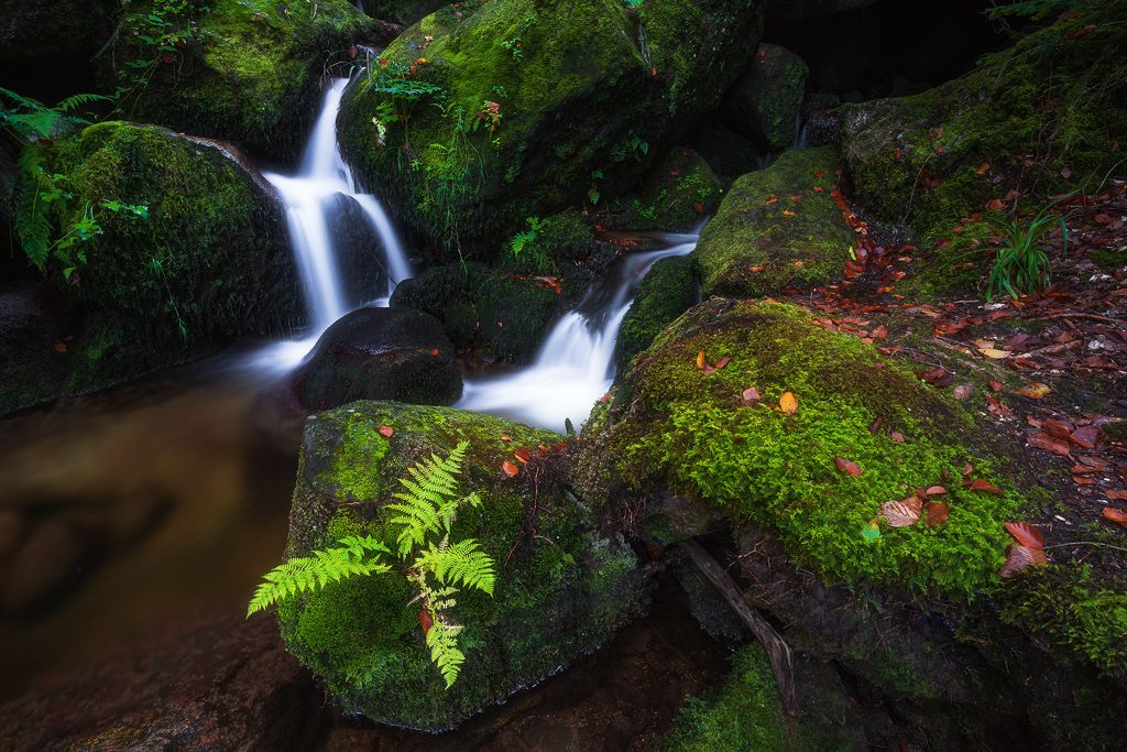 Black Forest Germany